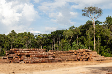 Storage yard with piles of wood logs legally extracted from an area of ​​brazilian amazon...