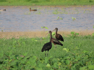 the glossy ibis bird