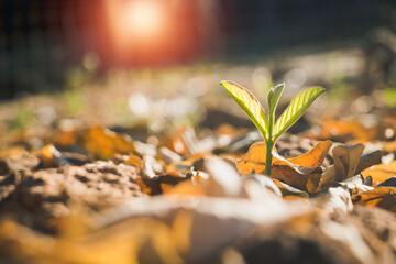 Growing plant,Young plant in the morning light on ground background, New life concept.Small plants on the ground in spring.fresh,seed,Photo fresh and Agriculture concept idea.