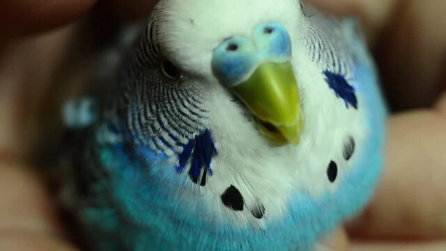 The human hand gently strokes the parrot. A tamed budgie