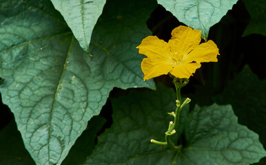 Luffa Flower