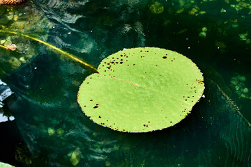 Lotus leaf