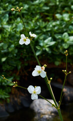Little white flowers