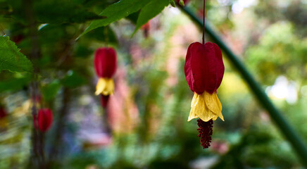 Abutilon Megapotamicum Selective Focus