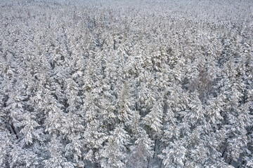 Aerial view of frosty white winter pine forests and birch groves covered with hoarfrost and snow. Drone photo of high trees in mountains at winter time. Christmas theme background. Idyllic landscape