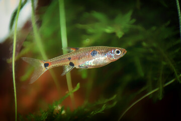 Dwarf rasbora Freshwater fish in the nature aquarium, is often as often referred as Boraras...