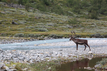 Rentier am Fluss in Norwegen, Hardangervidda