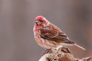 Close up portrait of a Purple finch (Haemorhous purpureus) perched on a dead tree limb during late autumn. Selective focus, background blur and foreground blur

