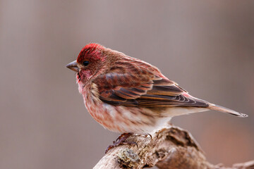 Close up portrait of a Purple finch (Haemorhous purpureus) perched on a dead tree limb during late...