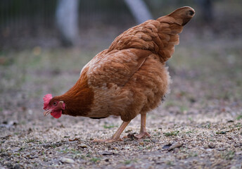 A closeup of a large red chicken.