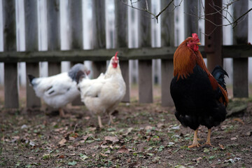 A large black and red rooster and two hens. 