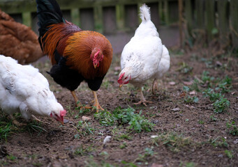 A large black and red rooster and two hens. 