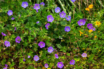 Garden geranium flowers of late summertime in Connecticut.