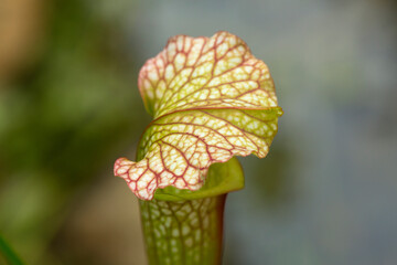 Insect trap of a pitcher plant of summertime in Connecticut.