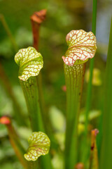 Insect trap of a pitcher plant of summertime in Connecticut.