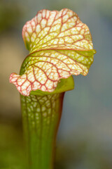 Insect trap of a pitcher plant of summertime in Connecticut.