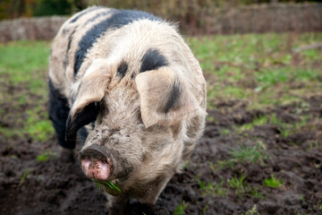 A pig is genus Sus,within the even-toed ungulate family Suidae. Pig farming or hog farming is the raising and breeding of domestic pigs as livestock farmed principally for food e.g. pork, bacon,gammon