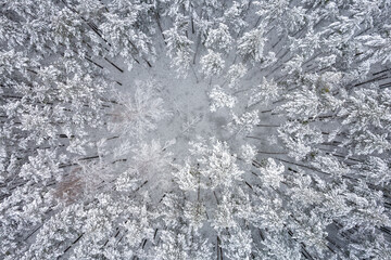Aerial view of frosty white winter pine forests and birch groves covered with hoarfrost and snow. Drone photo of high trees in mountains at winter time. Christmas theme background. Idyllic landscape