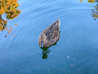 Mallard duck swimming on a pond with clear water while looking for food