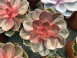 Succulent plant Echeveria (lat.- Echeveria)