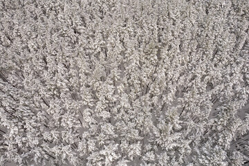 Aerial view of frosty white winter pine forests and birch groves covered with hoarfrost and snow. Drone photo of high trees in mountains at winter time. Christmas theme background. Idyllic landscape
