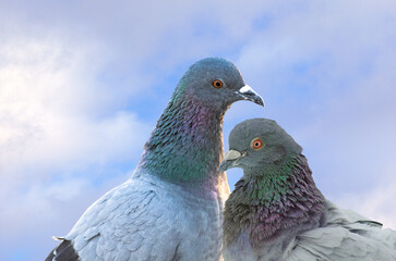 Portrait of two rock doves or rock pigeons or common pigeons - members of the bird family Columbidae