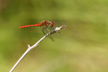 Blutrote Heidelibelle (Sympetrum sanguineum)
