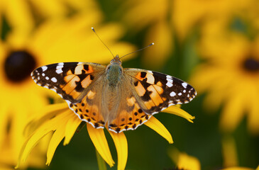 Distelfalter (Vanessa cardui)