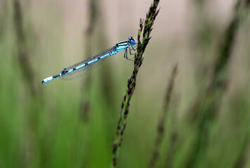 Gemeine Becherjungfer  (Enallagma cyathigerum)