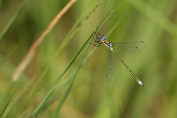 Gemeine Binsenjungfer (Lestes sponsa)