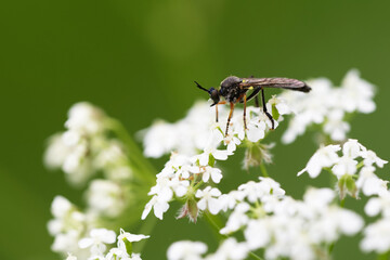 Gemeine Habichtsfliege (Dioctria hyalipennis)