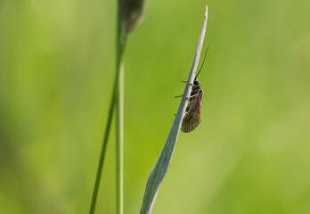 Gemeine Wasserflorfliege (Sialis lutaria)