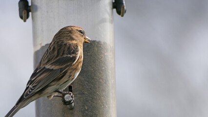 Lesser Redpoll feeding from a Feeder at bird table in UK