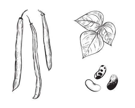 Hand drawn sketch black and white set of string bean, beans, leaf. Vector illustration. Elements in graphic style label, card, sticker, menu, package. Engraved style illustration.