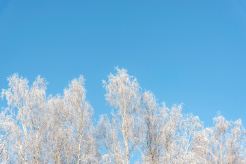 Frosty birch tree tops on blue sky background on sunny winter day