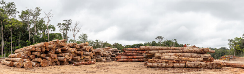 Storage yard with piles of wood logs legally extracted from an area of ​​brazilian amazon...