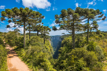 Beautifful view of some araucaria trees at Itaimbezinho Canyon - Cambara do Sul, Rio grande do Sul, Brazil