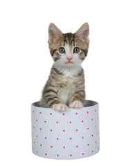 Close up of one grey tan and white kitten peeking out of a white box with red dots, isolated on white