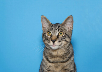 Portrait of an adorable grey tabby kitten looking to viewers left. Blue background with copy space.