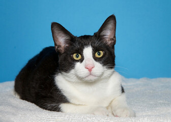 Portrait of a tuxedo kitten laying on a white blanket looking at viewer with wide eyes, curious expression. blue background with copy space.