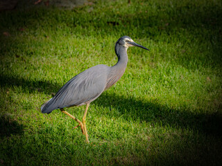 Grey Crane On One Leg
