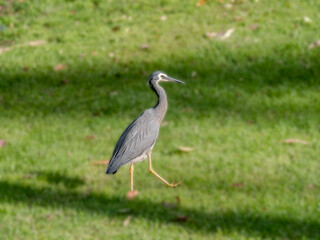 Grey Crane Stepping Out