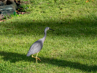 Naklejka premium Grey Crane Stepping Into Shadow