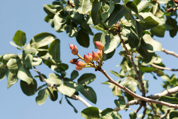 ripe pistachios on a tree against the sky