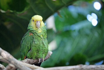 Yellow headed parrot