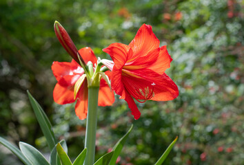 Vibrant photo of a red Amaryllis flower in a tropical garden.