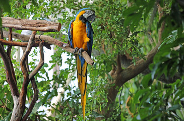 Blue-and-yellow macaw