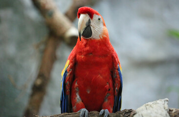 Scarlet macaw portrait