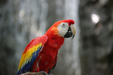 Scarlet macaw in profile