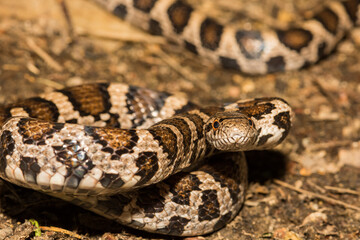 Fototapeta premium Eastern Milk Snake- Lampropeltis triangulum